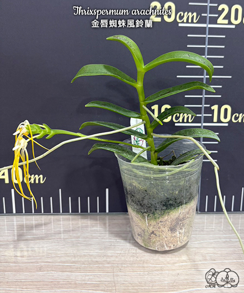 美琪園藝Miki Orchid - 批發專區